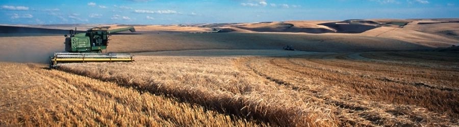 Combine harvesting wheat in a field