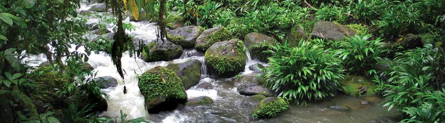 Water flowing through rocks in a lush forest stream